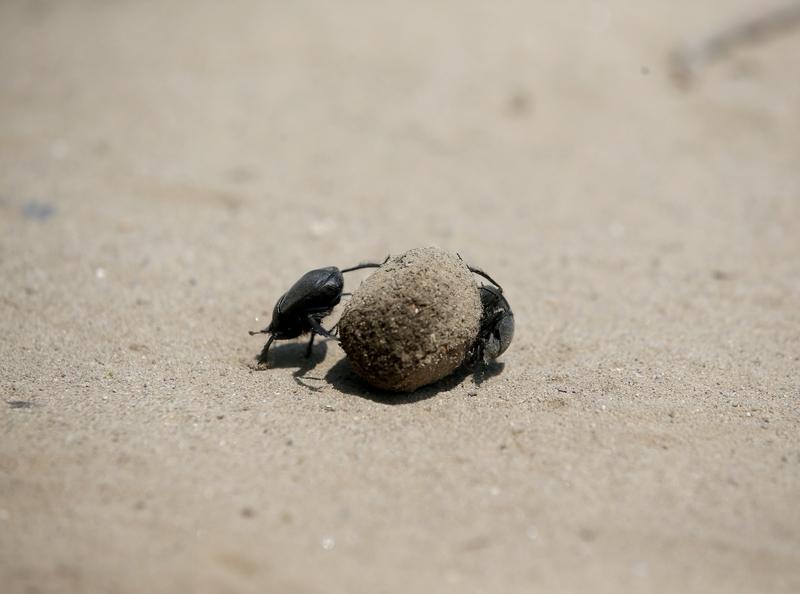 为什么澳大利亚要每年大量进口中国的屎壳郎？从一九六七年开始澳大利亚就开始从中