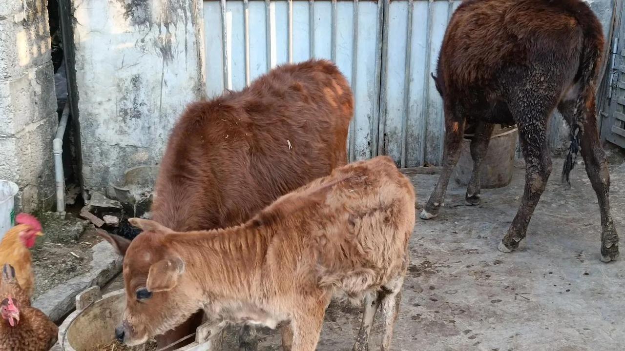 养牛户为催肥过度喂食, 牛消化不良, 科学喂养比例要知晓