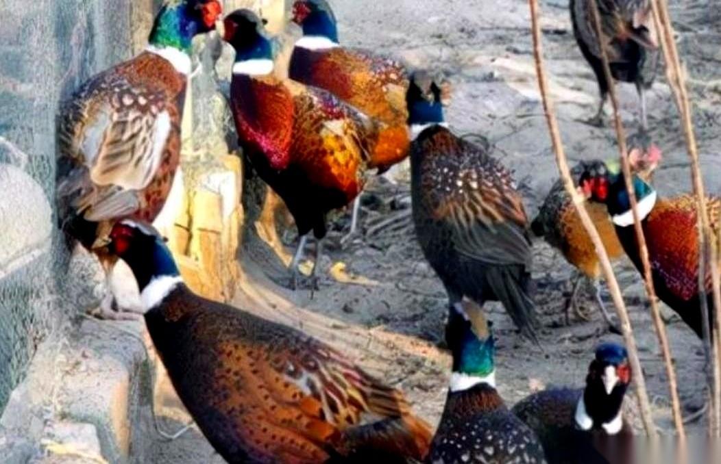 东北的野鸡，现在成了精。老刘家的狗刚窜进玉米地，扑棱一下，惊起一片五彩斑斓。他