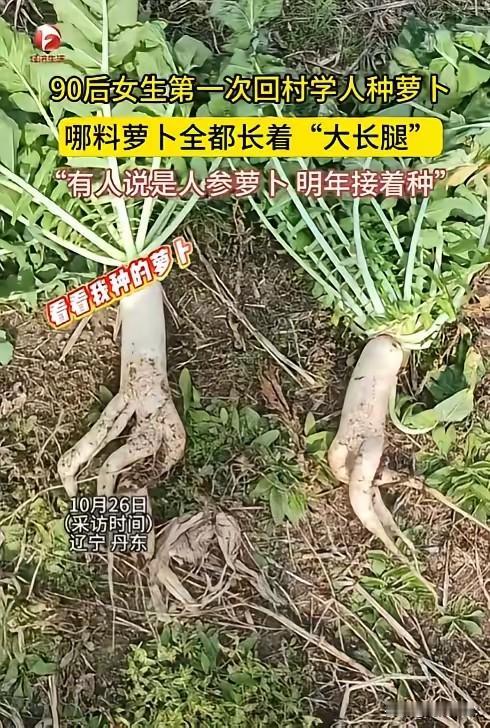 哈哈哈真是活久见！现在年轻人种地都能种出花来！丹东这个90后妹子头次回村学种萝卜