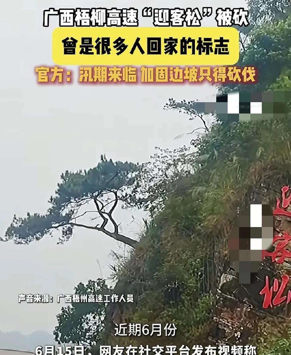 6月15日，广西梧柳高速一山坡上的迎客松被砍伐令许多网友叹息。因为很多在外地务工