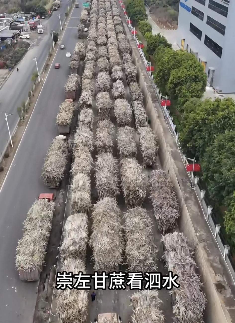 全国甘蔗看广西，广西甘蔗看崇左。崇左甘蔗看扶绥。以前我这边也有糖厂，就是这些