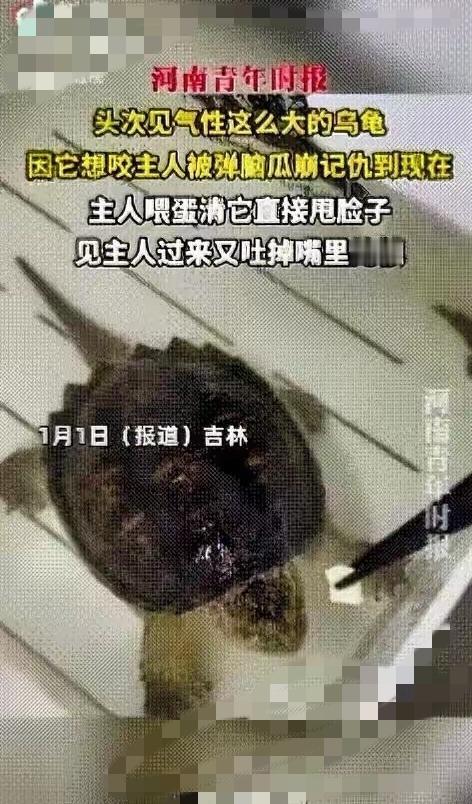 笑不活了！乌龟被弹脑瓜崩后疯狂报复，这戏精程度绝了谁能想到冷