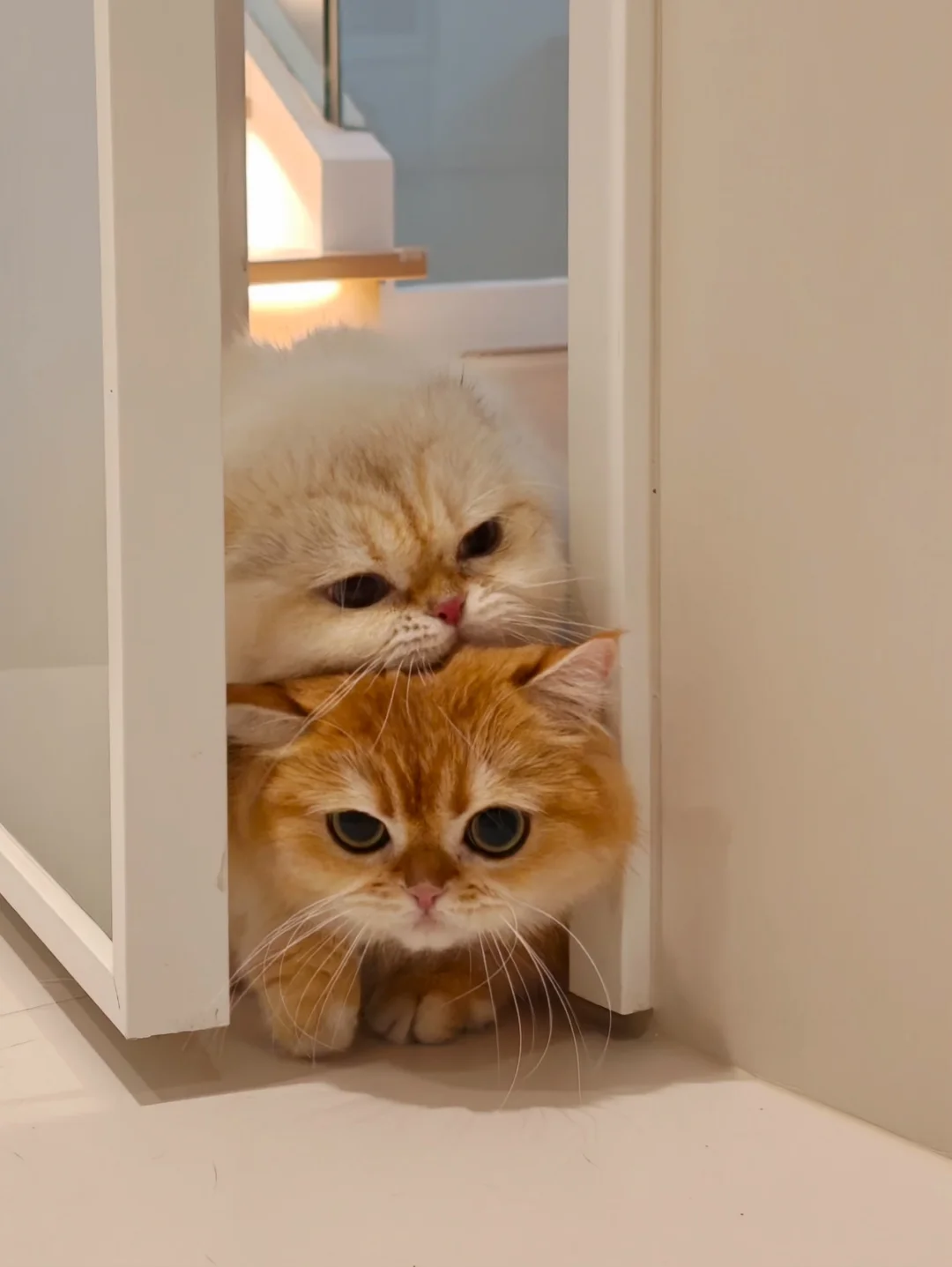 🐱：厕所要一起上才香，而且还不臭！