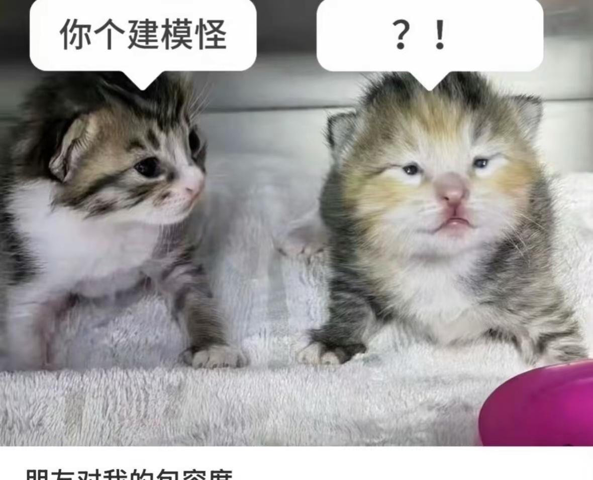 hello.猫咪梗图真实搞笑