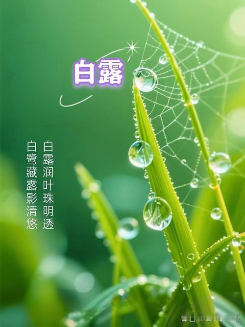 白露9/4/七/廿三/晴/吉祥白露眼前晃，温差被拉开。处暑敛暑气，白气