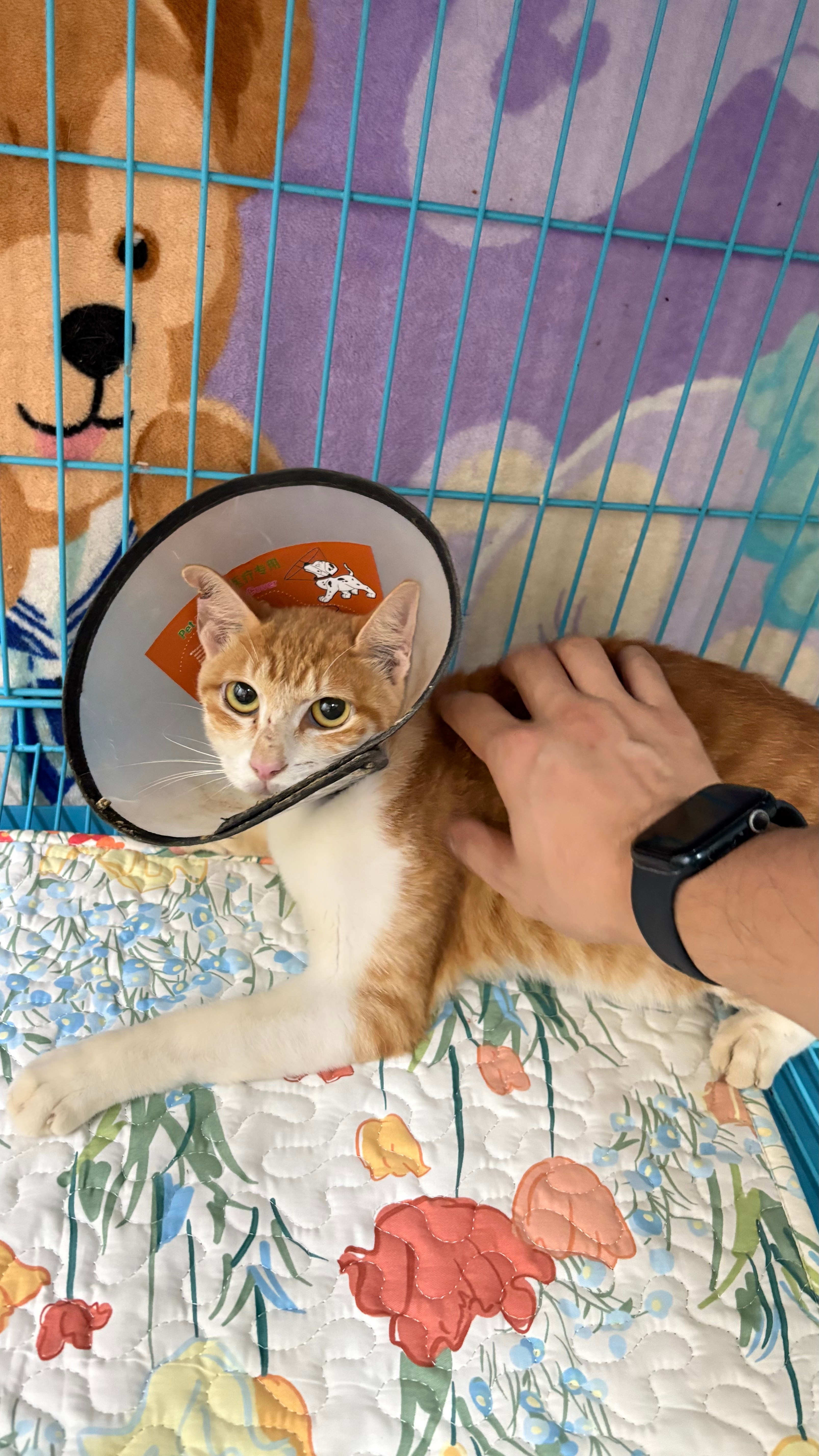 总的来说，流浪猫燕子还是幸运的，你说呢？。。流浪猫深圳领养深圳