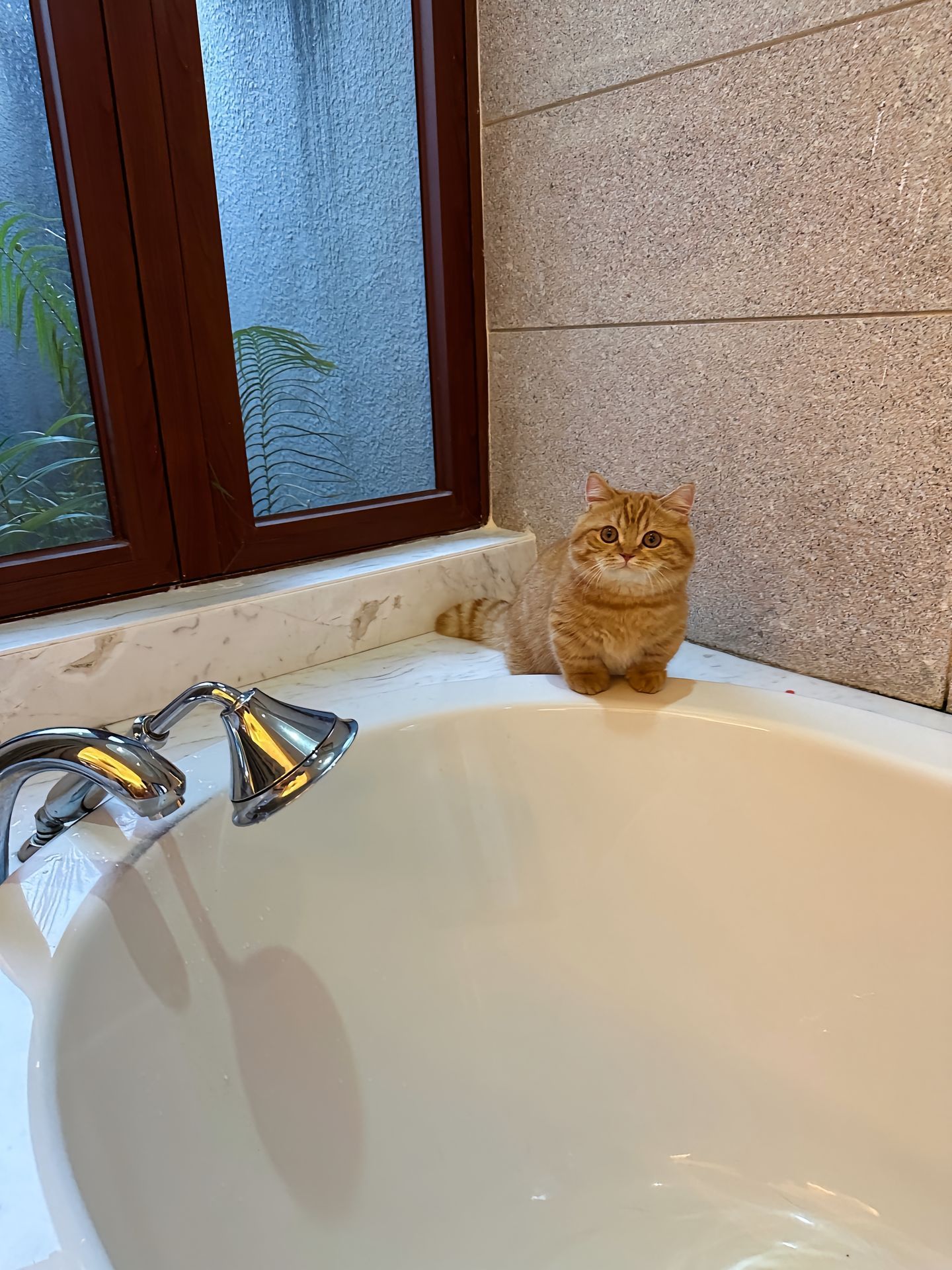 “叮叮～你的泡澡小猫已准备好”