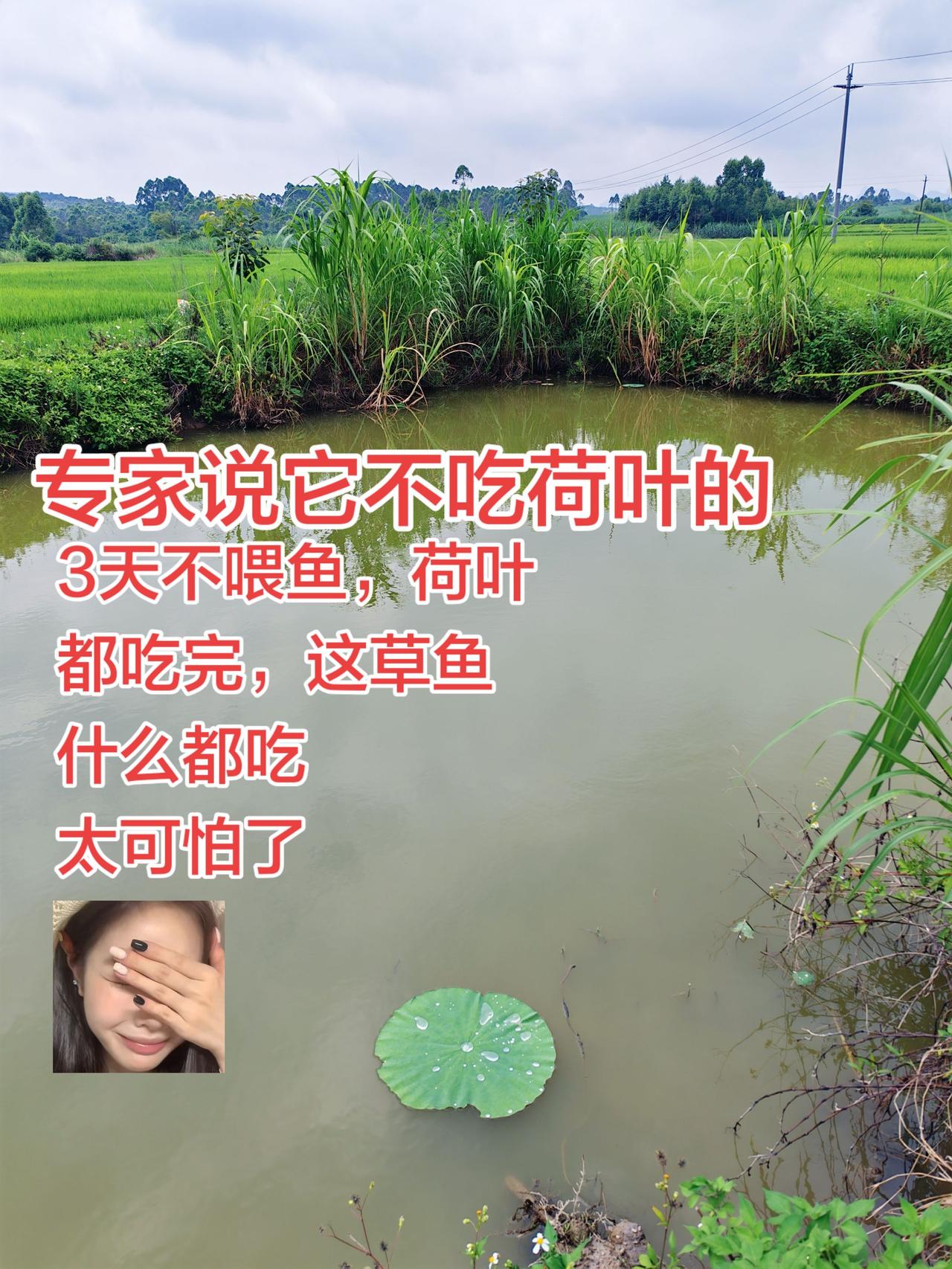 草鱼饿了，真的是什么都吃，连荷叶都吃完了，从来没见过养鱼养鱼日记农村生活农