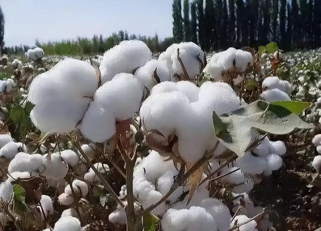 今天听几个老人聊天，说韩城几十年都没人种棉花了，聊他们当年去荔北学习棉花种植技术