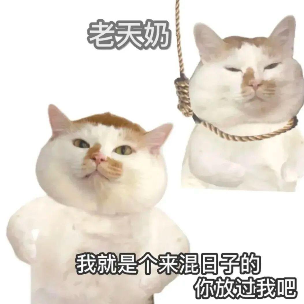 海尔兄弟家族亮相上海展柜里，老版海尔兄弟手办和新款家族成员并排摆放，像一场跨越