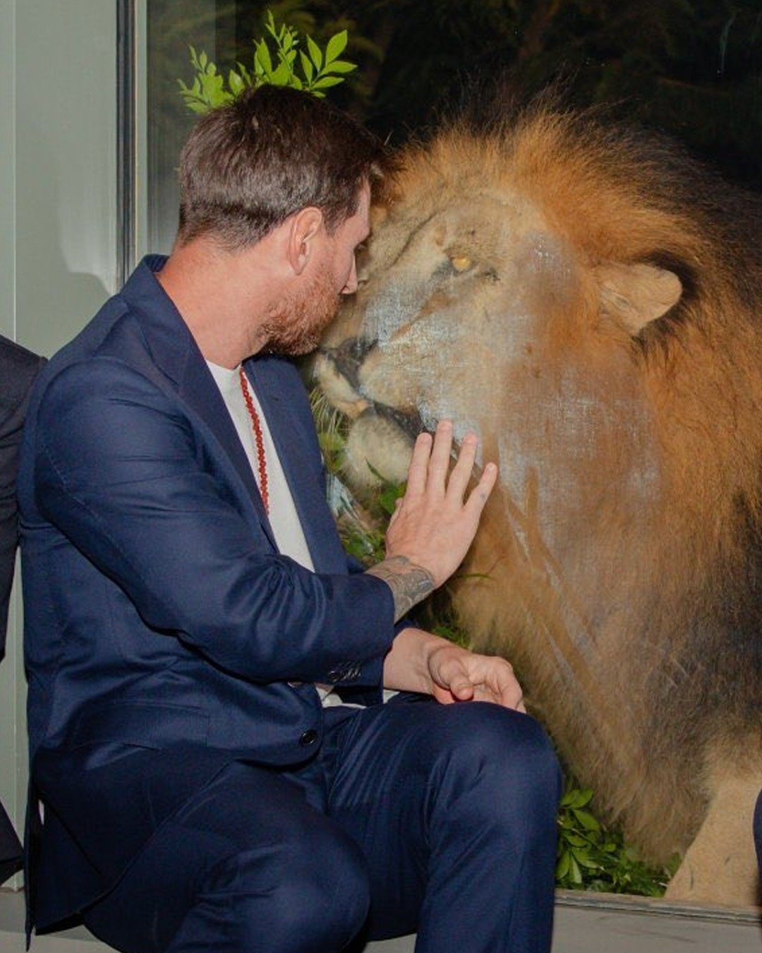 喜欢图1🚨433：当你如此优秀时，连老虎都向你致敬🫡🐯梅西、苏亚雷斯和德保