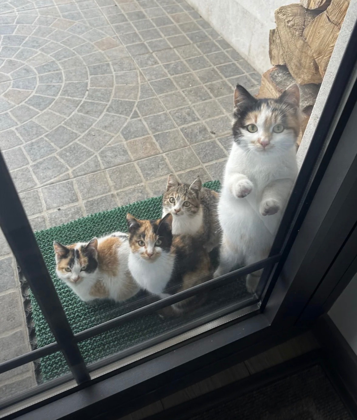 人类，你有猫吗？