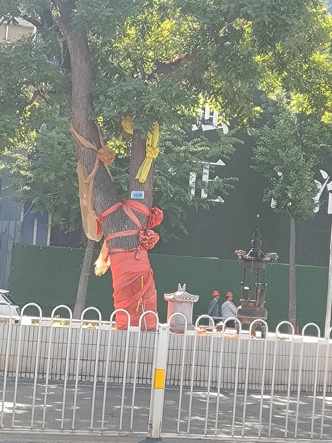 在太原市体育路有一棵槐树尤为显眼，它不是长在绿化带，而是长在了马路中央。它虽然看