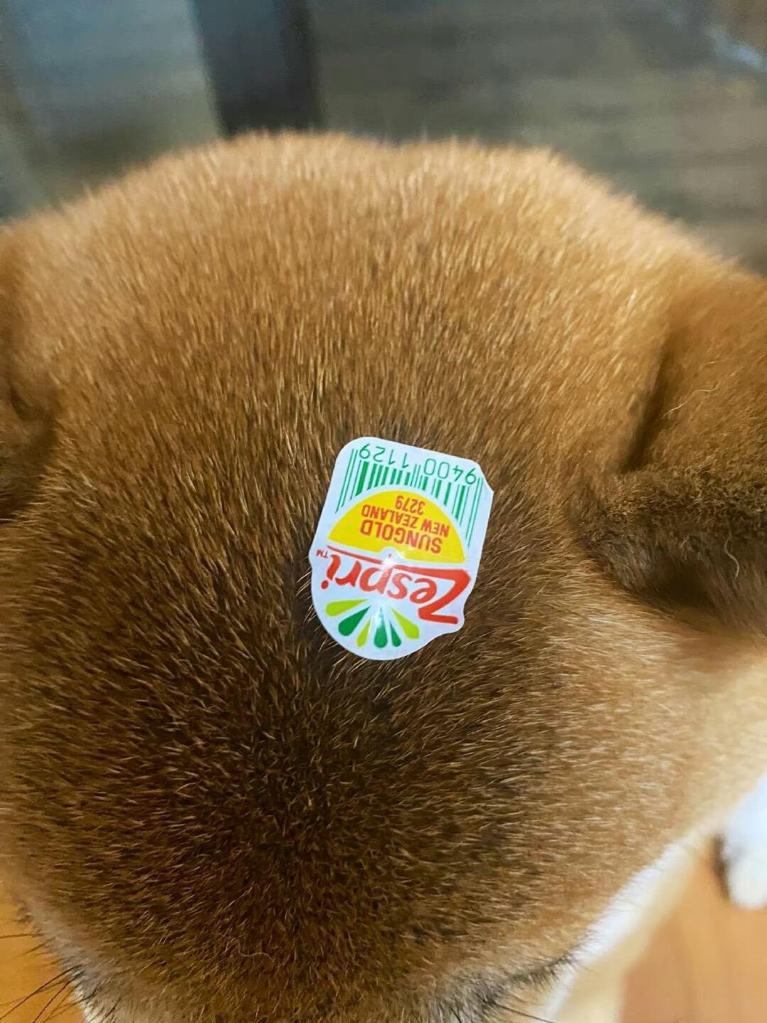 众所周知，柴犬宝宝小时候是一颗猕猴桃