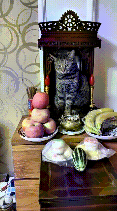 乖乖嘞！俺家这只狸花猫可成精了！它竟霸占了家里的供桌，大大方方蹲在上面，那小模样