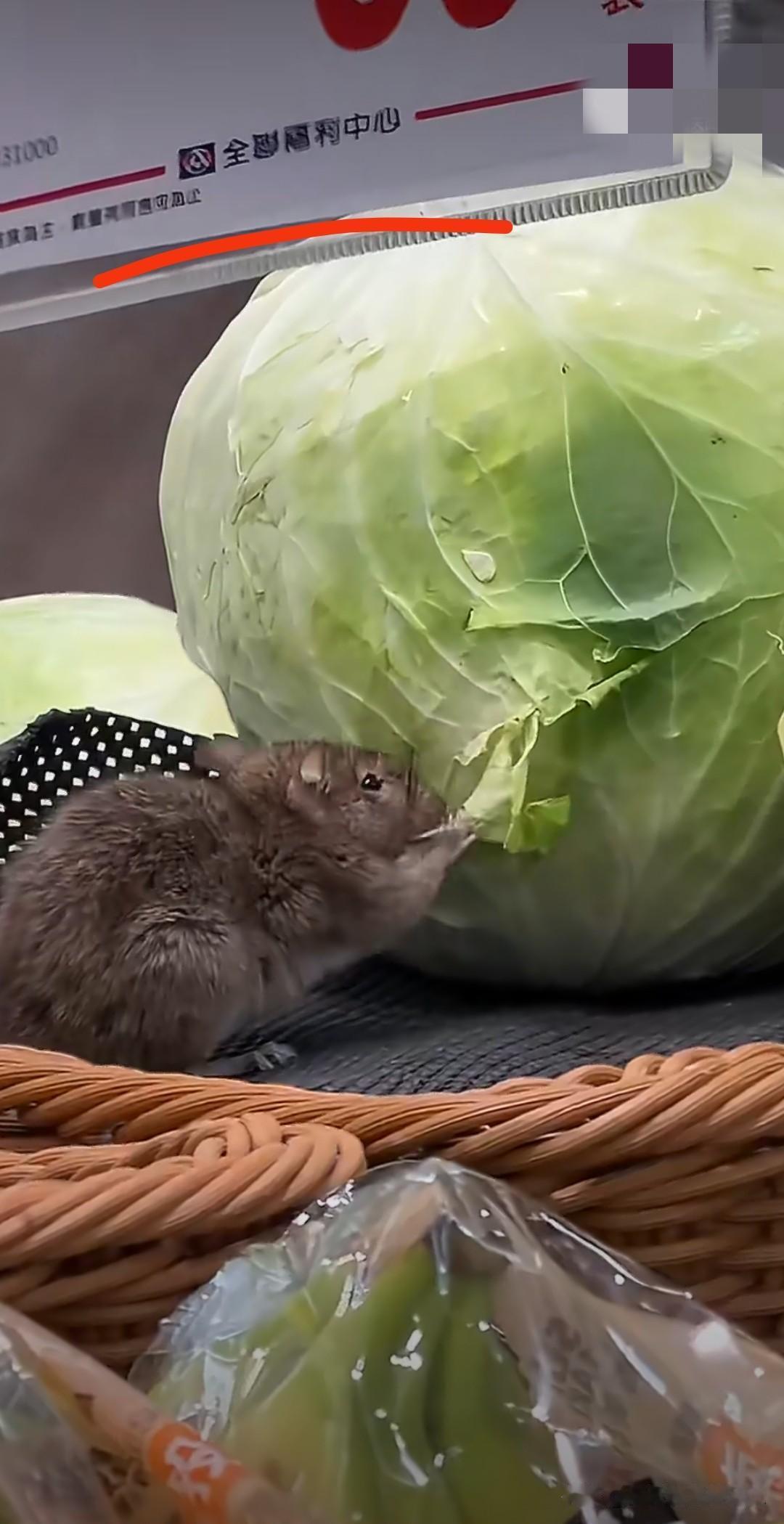 台湾省社交媒体疯传一个视频，是老鼠在吃球生菜，部分台湾人第一时间说“这肯定是中国