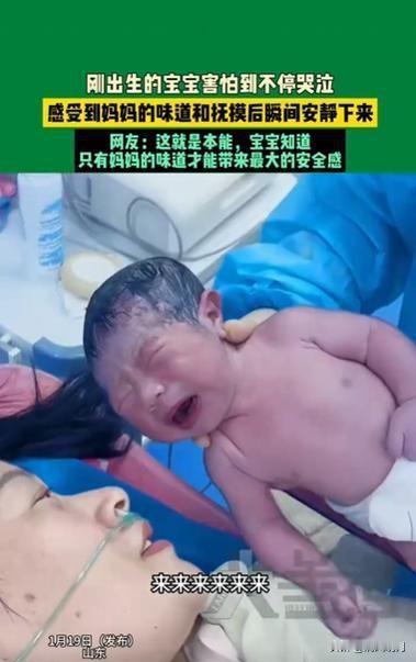 温暖瞬间：新生宝宝的本能反应，母爱就是最强的安全感。近日，山东一位新生宝宝的