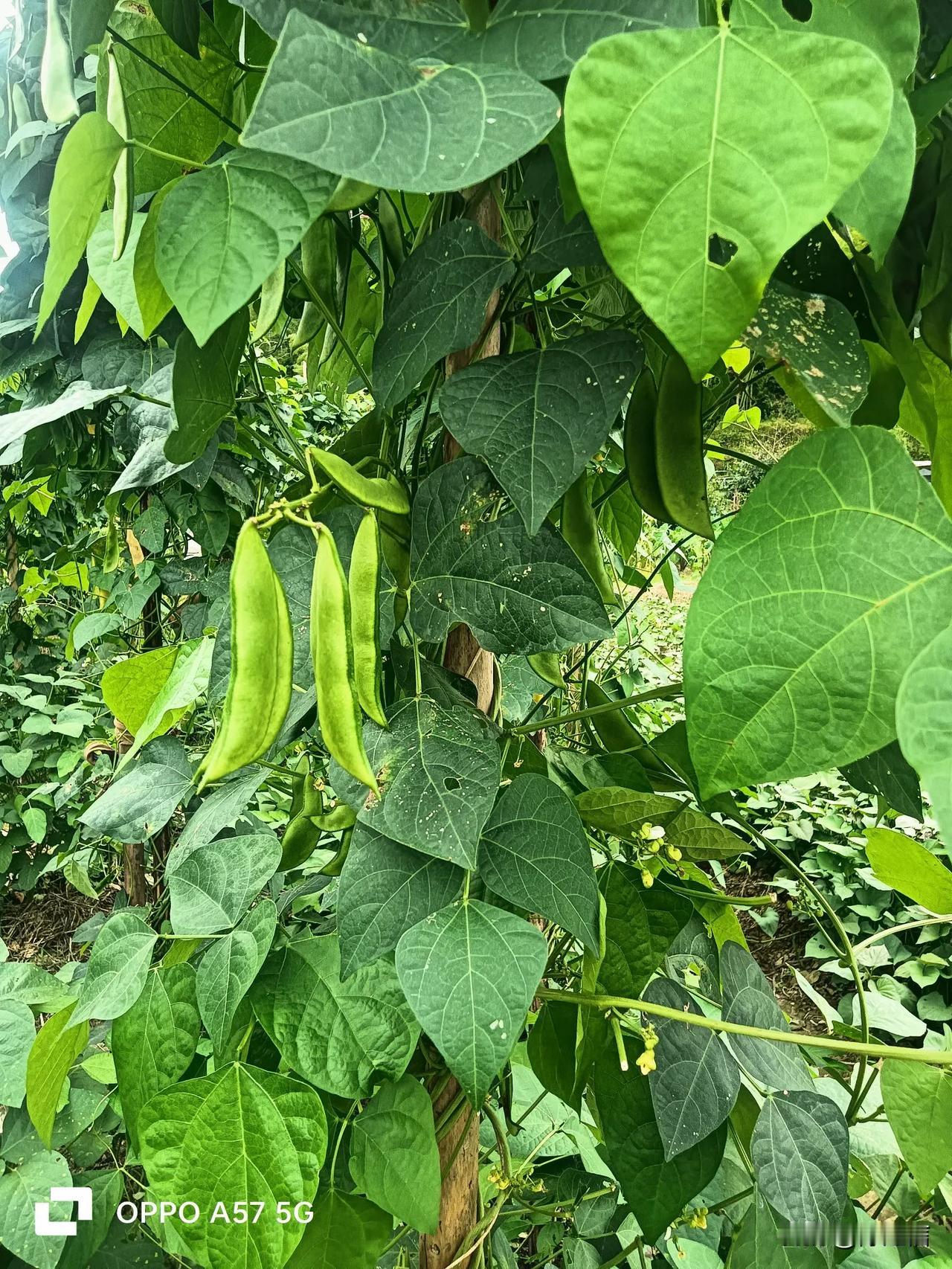 你们认识这是什么豆吗？我想你们肯定是不认识的。因为这豆只有我们这里有，别的地方是