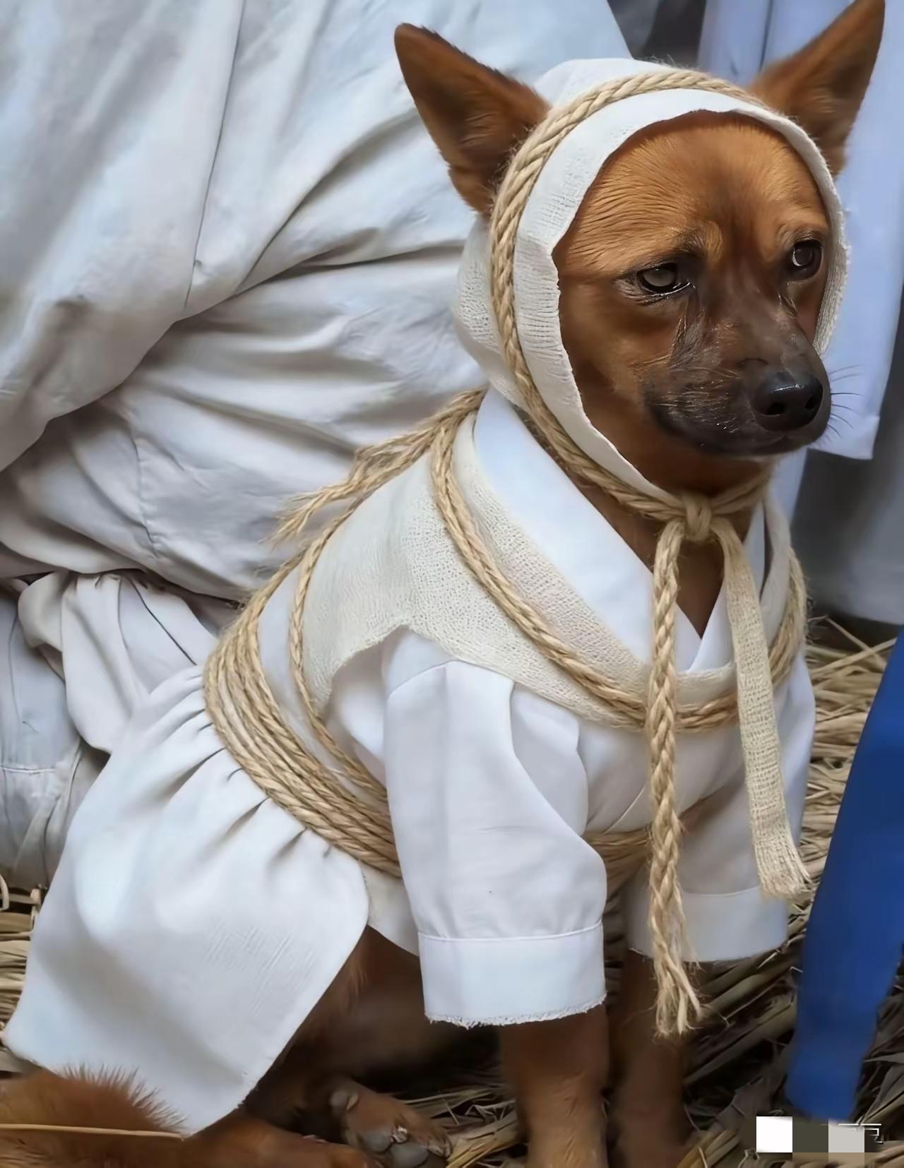 狗狗知道爷爷走了，躺在我爷爷躺过的地方，三天没吃饭。我爷爷出殡前一个晚上我的