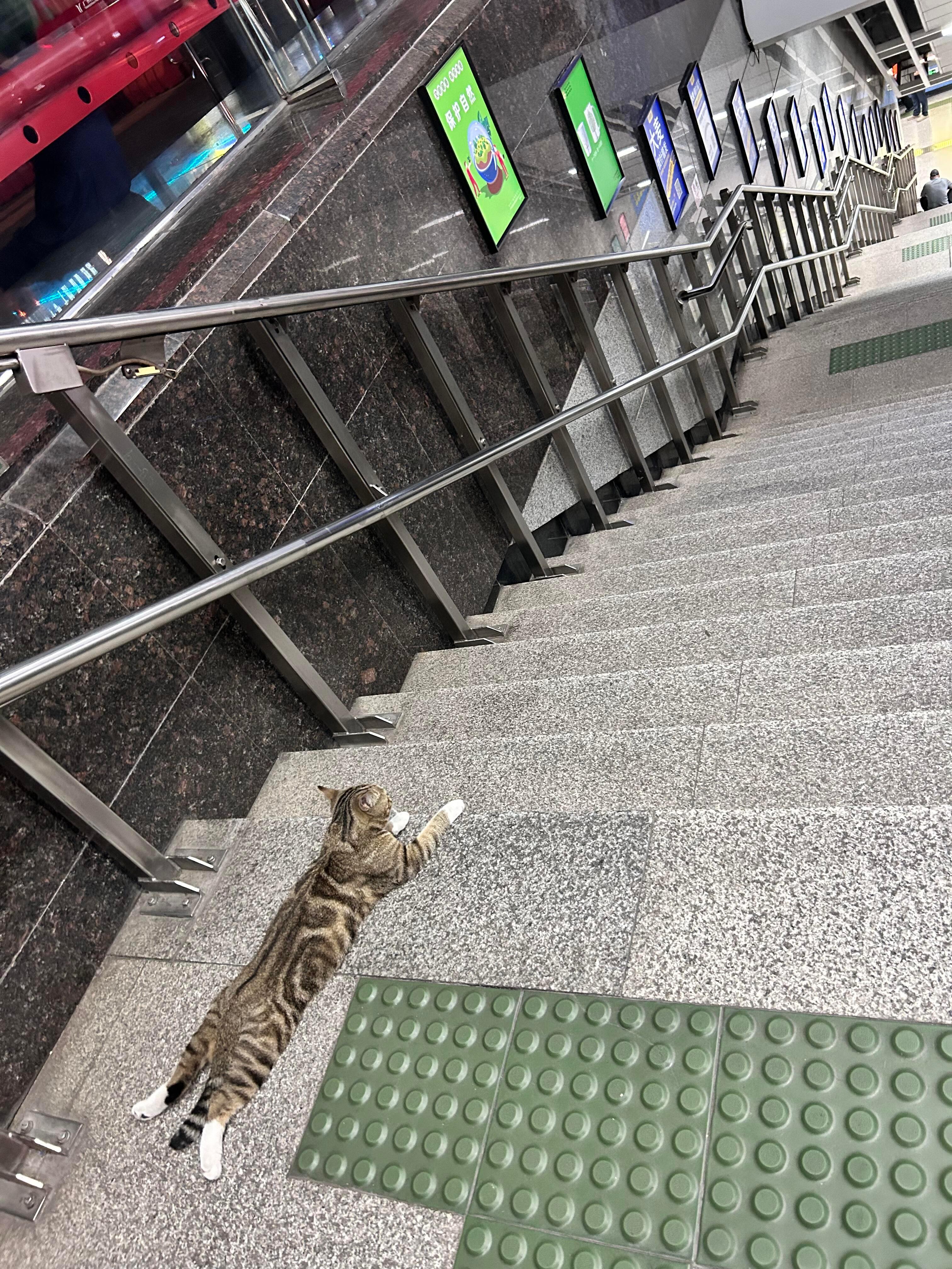 广州热到流浪猫猫都在地铁口蹭空调了