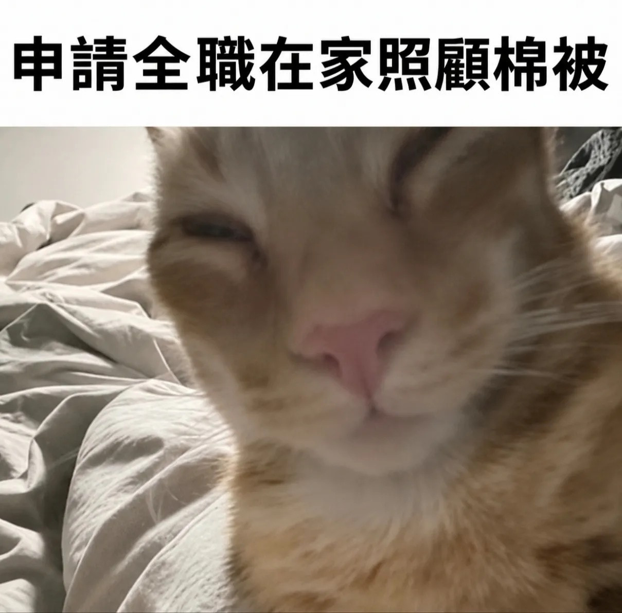 我家棉被和空调需要照顾meme