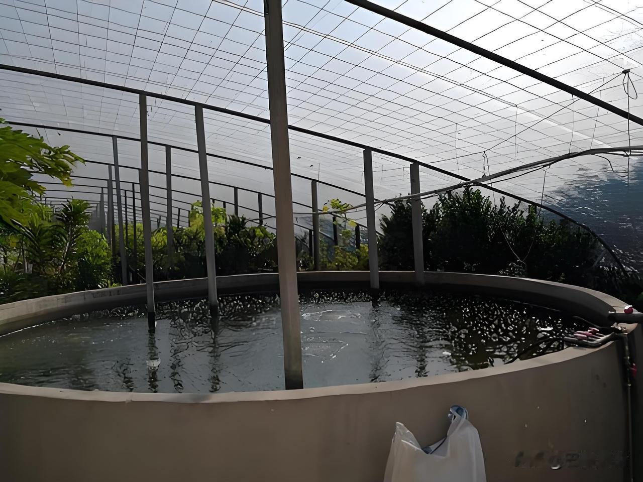 今日陪朋友顺道去邻县看望其亲戚，在其亲戚的蔬菜大棚里发现一蓄水池。我随口问道：这
