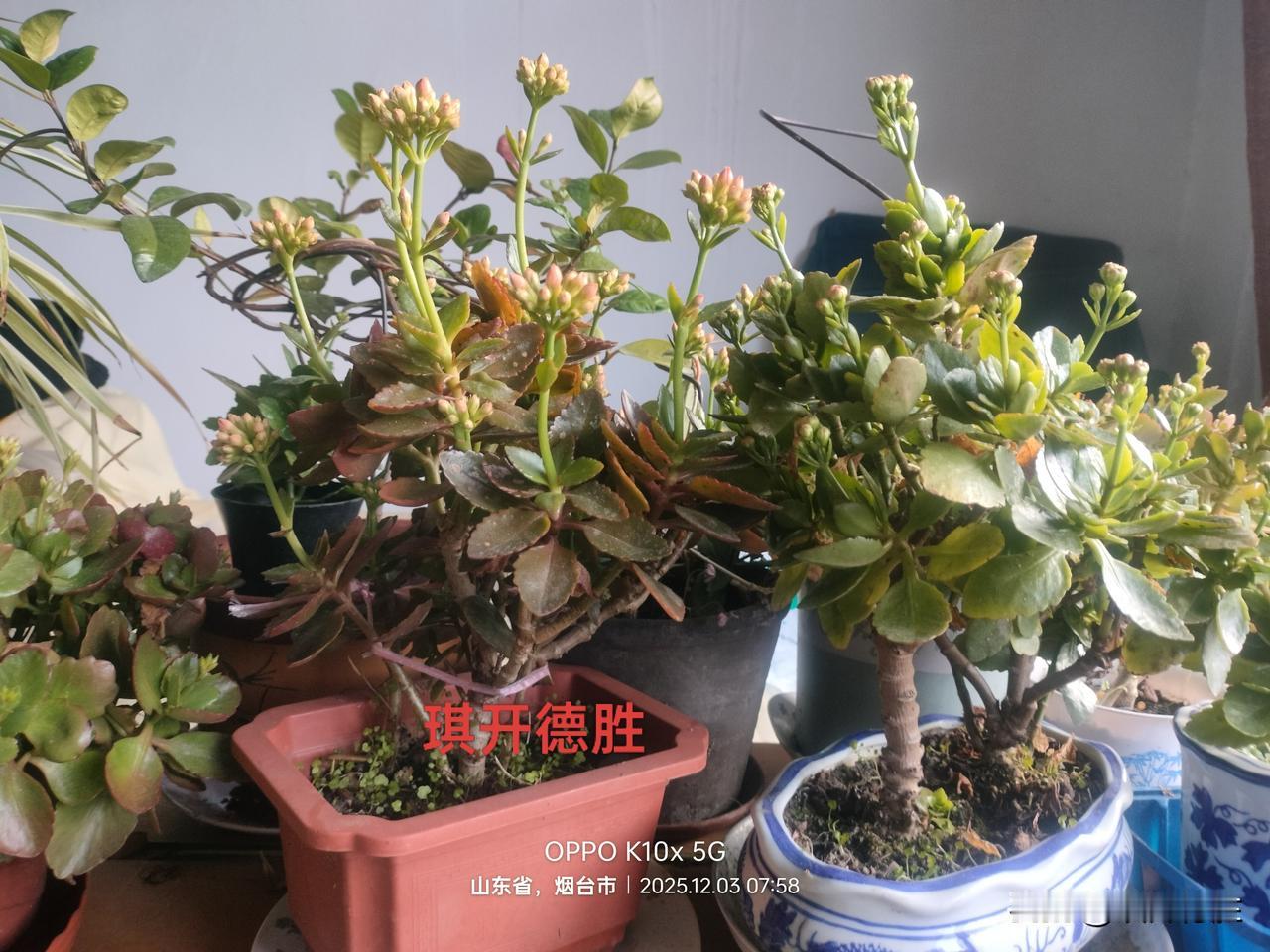 今年长寿花新年前就能开花了！长寿花养了好几年，以前一般都是在春节前后才能