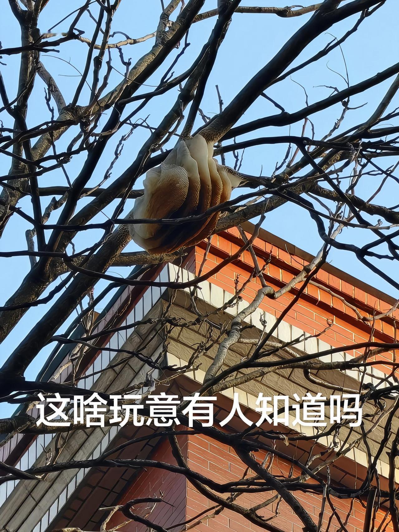 真绝了！要不是亲眼看见，我真以为是谁把五花肉挂树上了！刚才路过邻居家后院，抬头