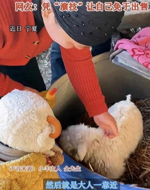 宁夏小羊从420飙到13万‼️主人喊话天价也不卖装死小羊身价飙升至13万！主人