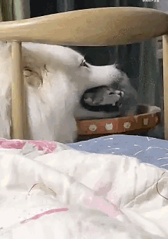 狗狗：猫猫头？我一口一个！