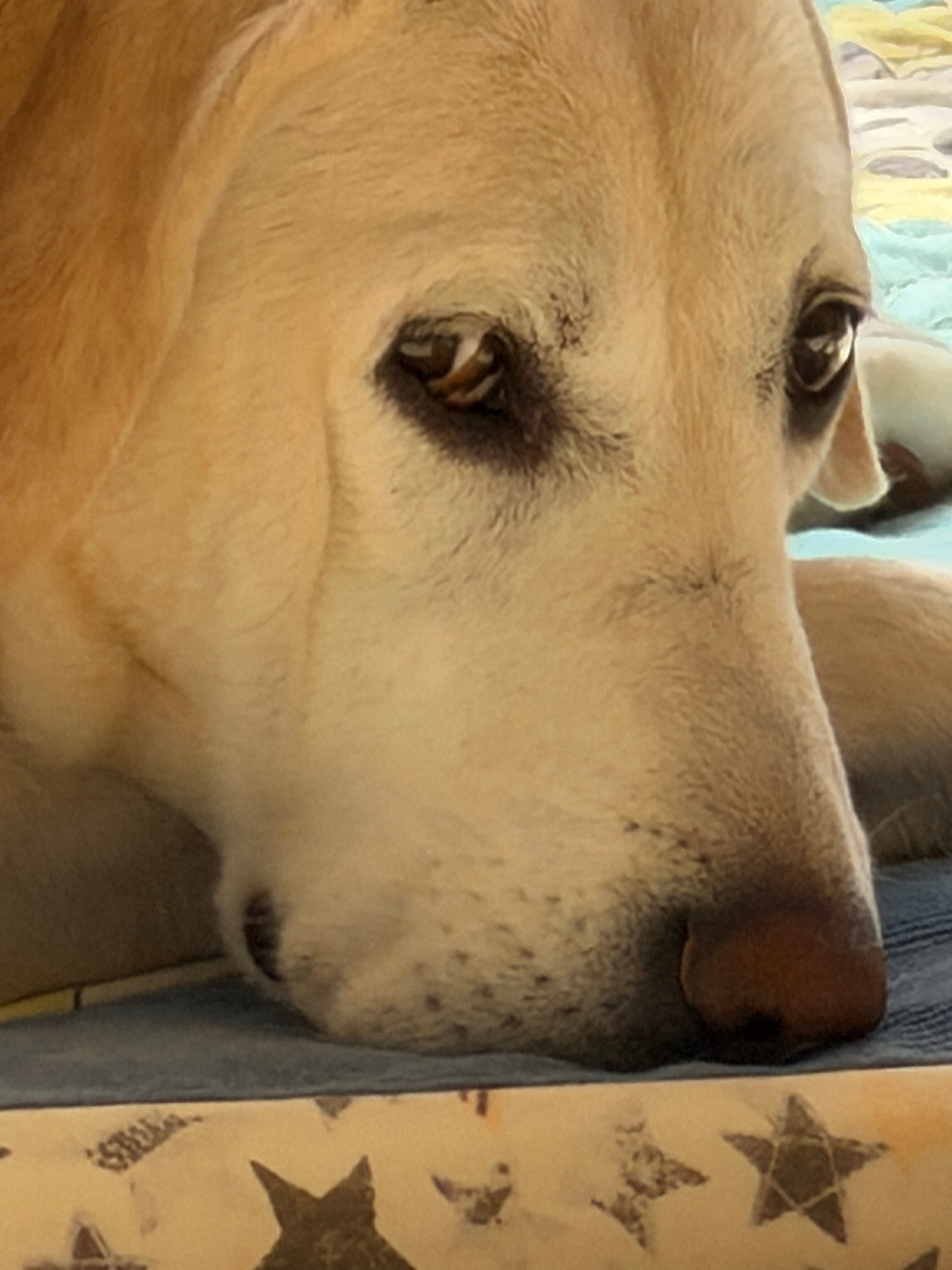 今天早晨没溜狗，喊它不理我了晚上回来给它带点好吃的