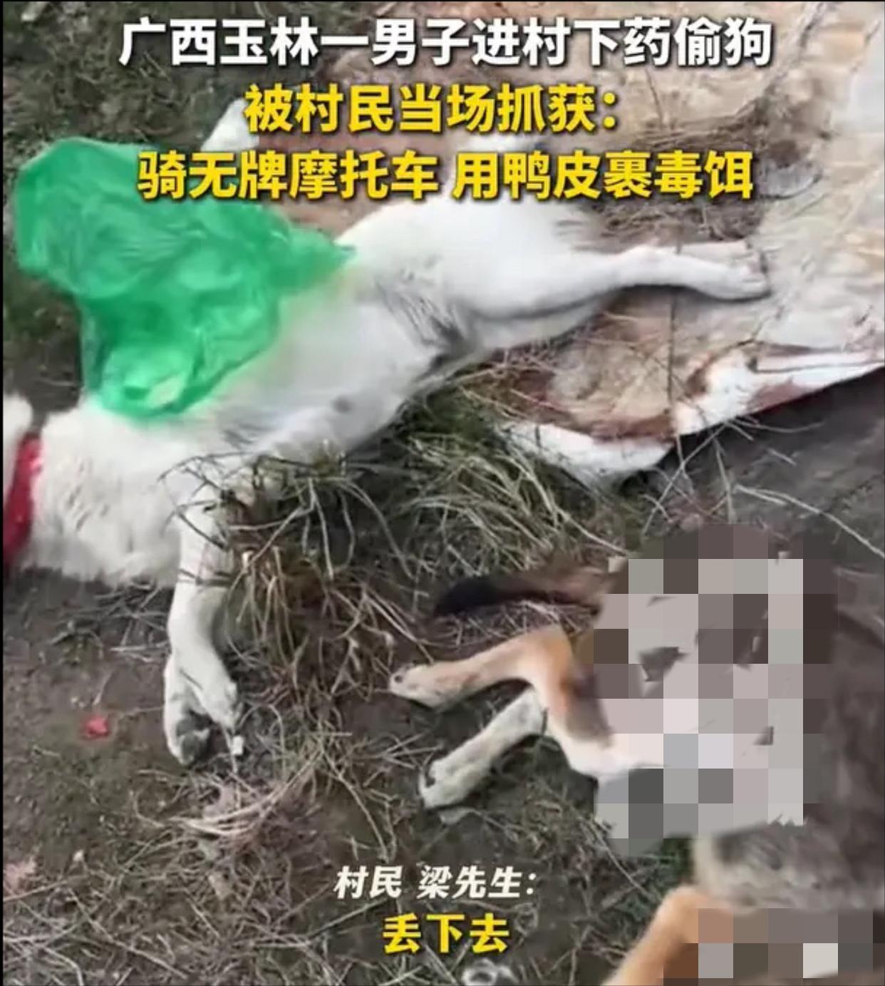 广西玉林，一男子骑着无牌摩托车，用鸭皮裹着饵料给狗下药，狗一吃就完蛋。村里人给这