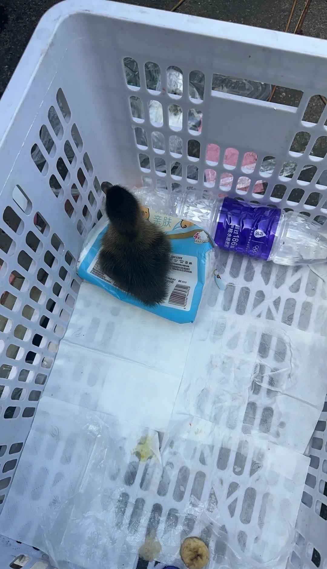 南宁青头鸭求领养图片是我从捡到到现在一点点养大的图片鸭子很乖很亲人很