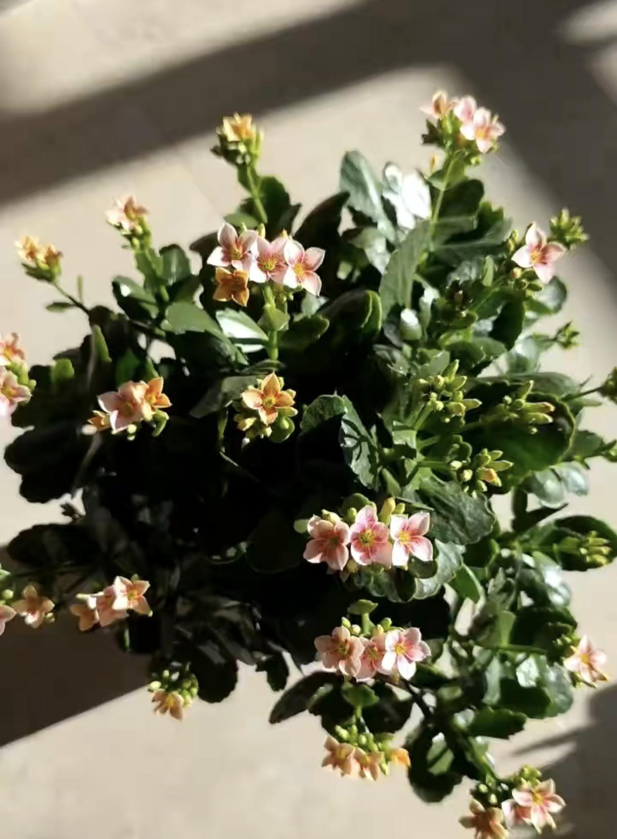 长寿花真是冬季家家必备的“懒人花朵”，简单好养，颜值还高。我家里养了好几种长寿花