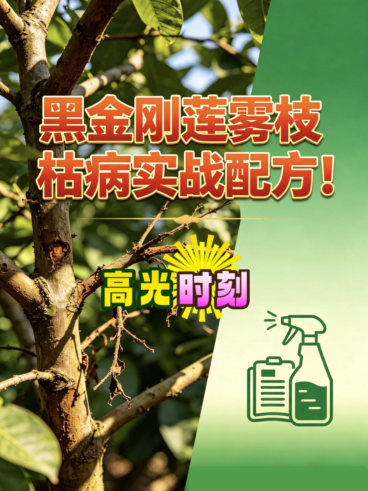 黑金刚莲雾枝枯病有救了！黑金刚莲雾莲雾枝枯病莲雾种植