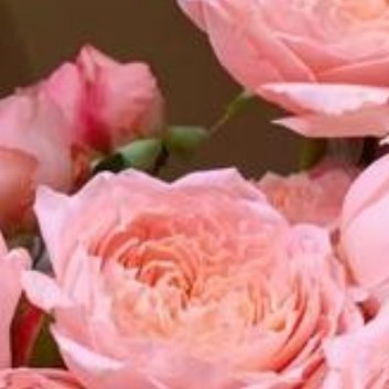 种植🌹朱丽叶玫瑰的种植方法1.准备土壤朱丽叶玫瑰适合生长在松软、肥沃、排水