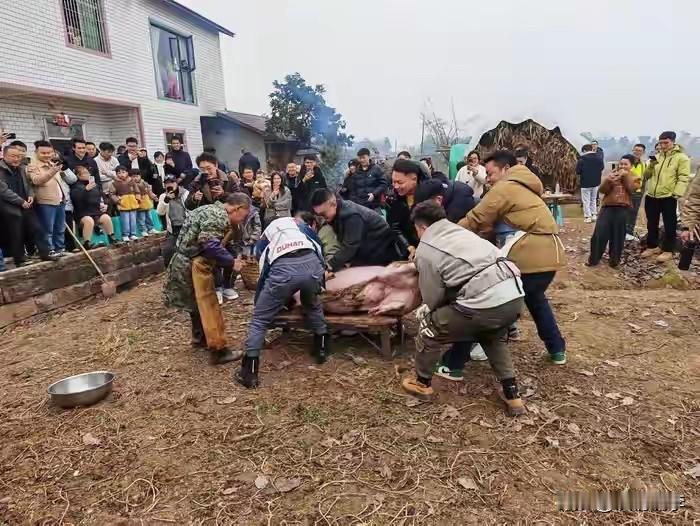 猪在叫，人在笑！人多了加猪，猪多了加人！呆呆，你真是“呆”！呆呆