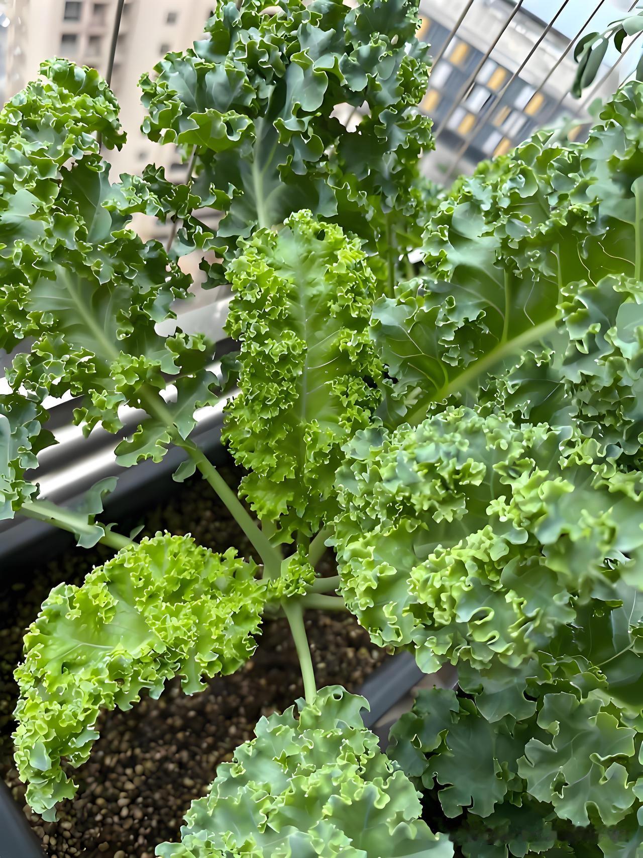 超市卖超贵！五一假期种这4种蔬菜，省钱还能实现“蔬菜自由”超市里几十块一斤的菜