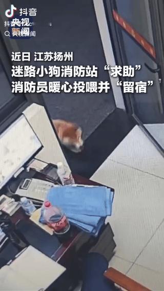 “火到央视啦！”江苏，一只小狗深夜迷路了，大大方方闯进消防站“求助”，消防员发现