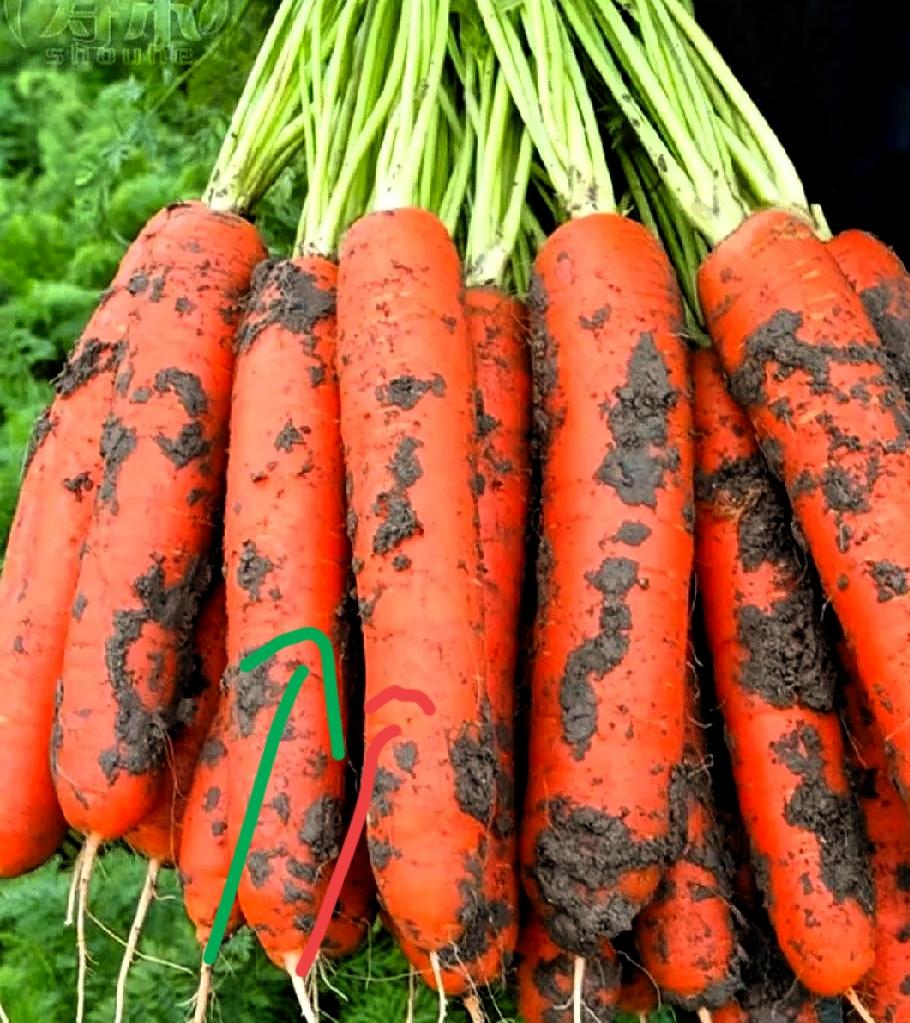 刚刷完央视的这个报道，后背瞬间冒凉气，手里的饭碗端着都觉得沉！一直总觉得挑菜