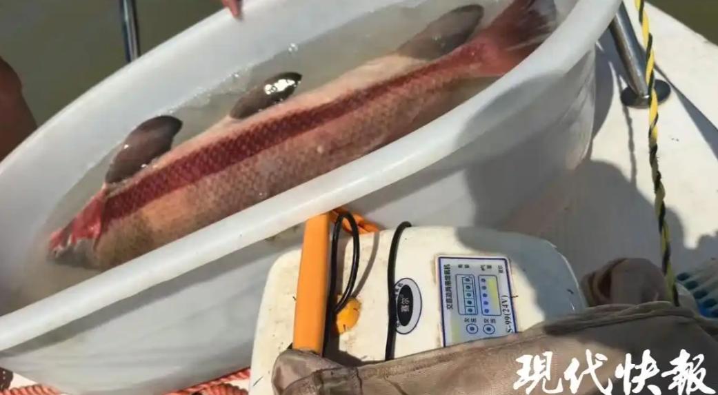 喂，110吗？我钓到一条大鱼，赶紧派人来看看……8月26日上午，江苏省盱眙辖区接