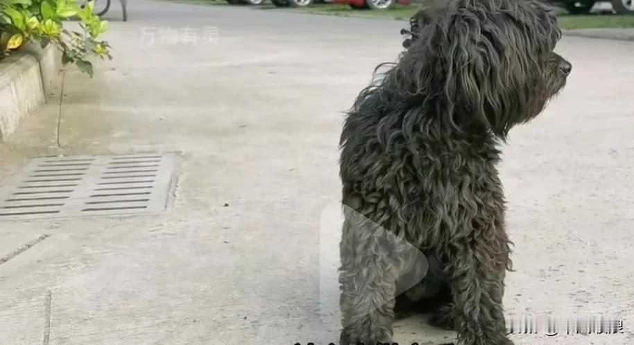 之前是他人的掌上宠物，被抛弃之后连肚子都难以填饱，天天在垃圾桶旁流浪，浑身散发着