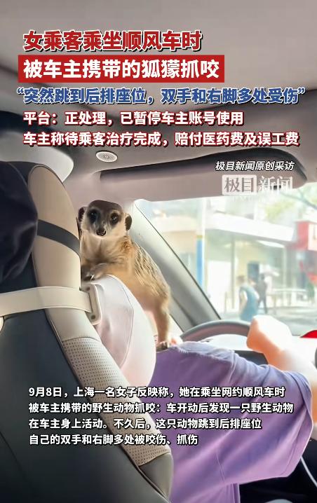 网约车上，一女子发现女司机肩上蹲着一只野生狐獴，本想坐后排躲避。谁料狐獴跳到后座