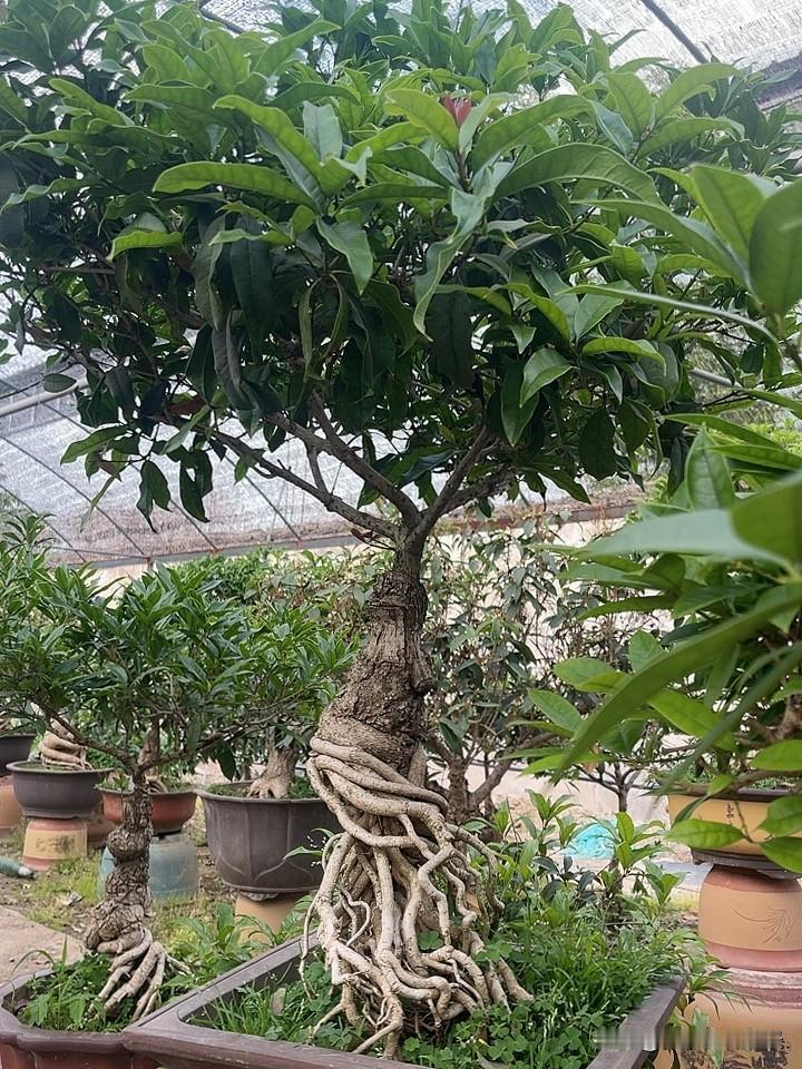 桂花都能开花吗不到树龄的不开，养护不好的不开，并不是所有桂花到了花期就开的