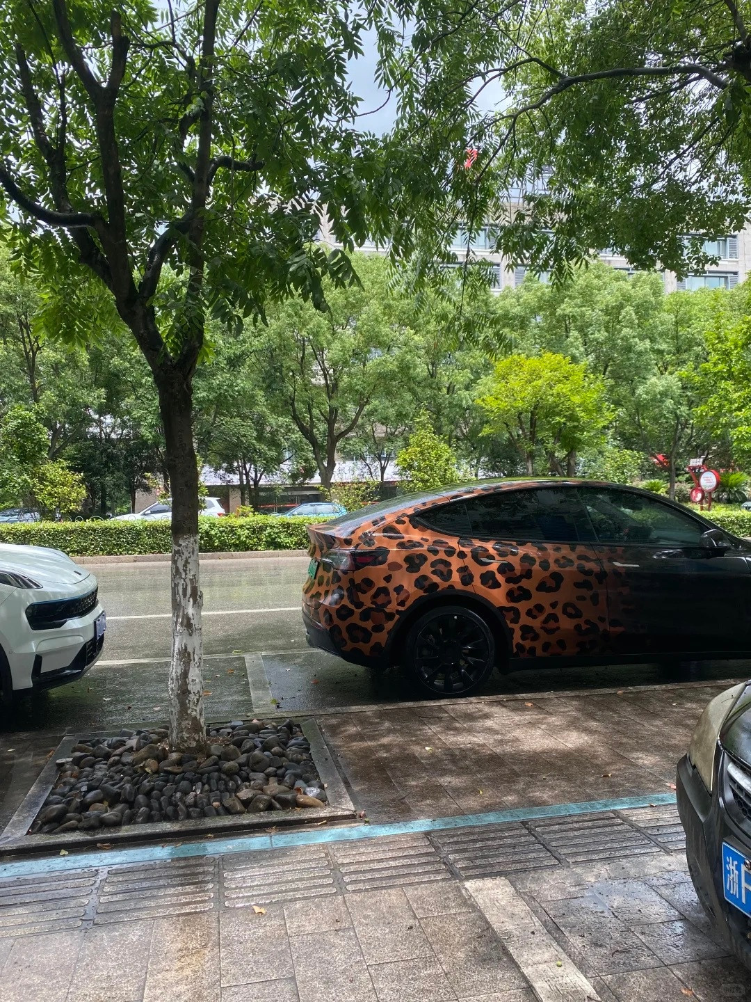 第一次见到豹纹特斯拉。。。特斯拉汽车画报​​​