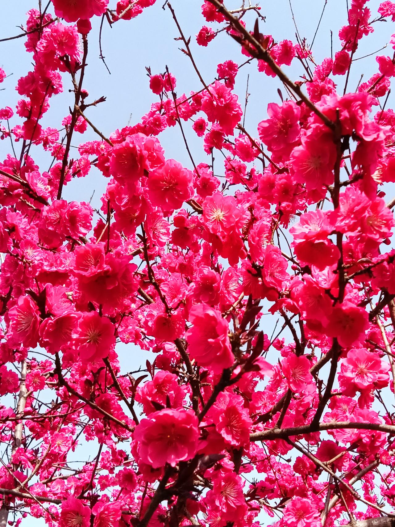 天上碧桃和露种，日边红杏倚云栽。碧桃怒放