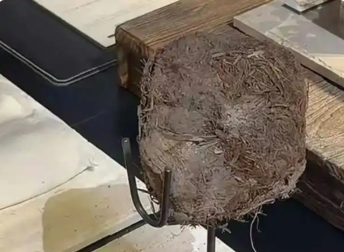 上海8000吃大象排泄物餐厅被立案，更多奇葩菜品出现了
