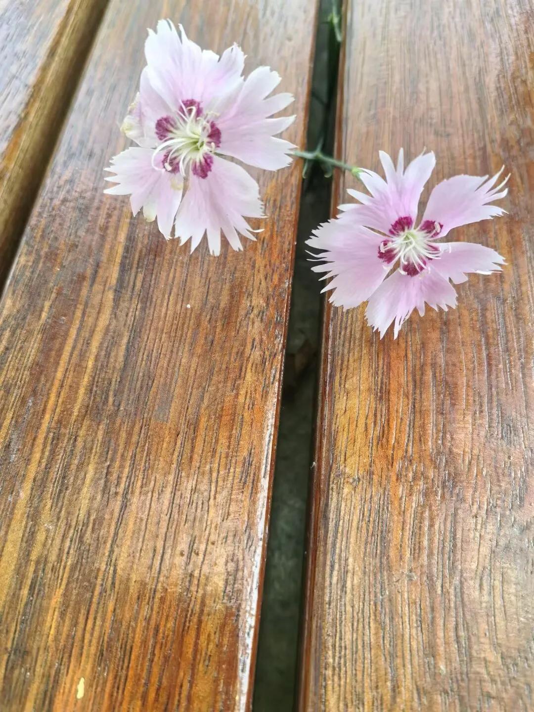 发现一个有趣的现象:我们这儿养了两条狗，一条卷毛灰色公狗，一条土狗黑色母的，两条