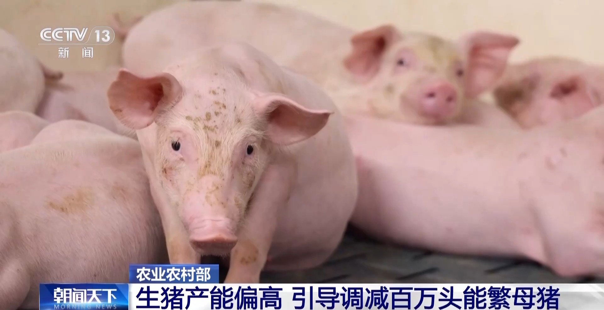 “二师兄”的身价要稳住 猪企开始给猪“减肥”了